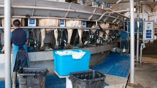 Stainless steel rotary milking parlor in Little Falls NY [upl. by Sigismund]