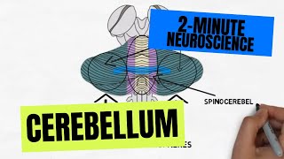 2Minute Neuroscience Cerebellum [upl. by Dann590]