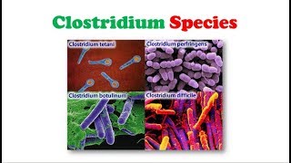 Microbiology  Clostridium Species ✍ 📋 [upl. by Einafit11]