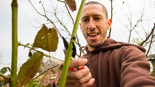 How To Prune BLACKBERRIES For Better Harvests [upl. by Seabury]