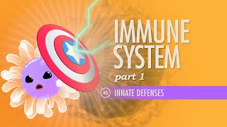 Immune System Part 1 Crash Course Anatomy amp Physiology 45 [upl. by Anayrb]