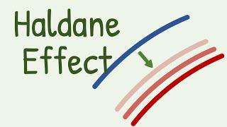 Haldane Effect in Transport of Carbon Dioxide [upl. by Aitahs]