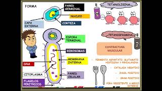 clostridium tetani  tetanos [upl. by Dora]