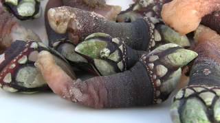 Galician Seafood Percebes Northern Spain [upl. by Wil]