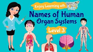 Organ System Names of Human Organ Systems  Tutway [upl. by Butcher]