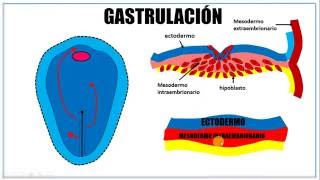 Tercera semana de desarrollo embrionario [upl. by Perni325]