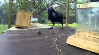 Crow Solves An 8 Step Puzzle To Get Food Incredible [upl. by Atiuqat]