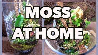 How to grow and propagate moss [upl. by Morganne395]