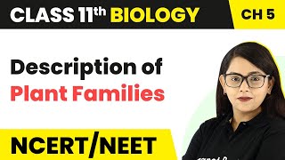 Description of Plant Families  Morphology of Flowering Plants  Class 11 Biology [upl. by Airdnoed]