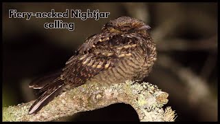 Fiery necked Nightjar calling [upl. by Stralka]