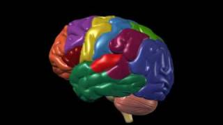 Brain Anatomy and Functions  Nucleus Health [upl. by Yung]