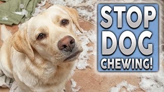 How To STOP Your Puppy From Chewing [upl. by Buffy]