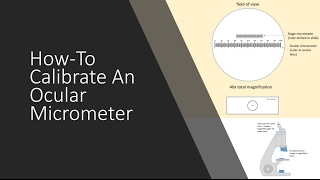 Calibration of Microscopic Ocular Micrometer [upl. by Akcirre777]