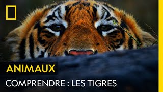 COMPRENDRE  Les tigres [upl. by Ecenahs215]