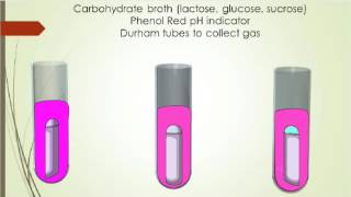 MICROBIOLOGY CARBOHYDRATE FERMENTATION TEST [upl. by Areem388]