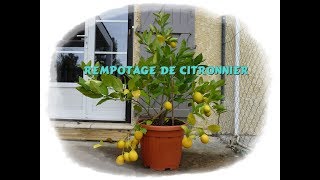 Comment rempoter un citronnier  Monjardindansleslandes [upl. by Adnuhsor766]