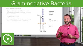 GramNegative Solution Lipopolysaccharide amp Bacterial Structure – Microbiology  Lecturio [upl. by Cybill109]