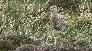 Curlew Alarm Calls [upl. by Adolpho814]