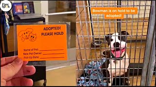 Shelter Dogs Get Adopted  Priceless Moments When Shelter Dogs Realized They Are Being Adopted [upl. by Lenad27]