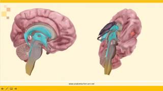 Sistema Nervioso Cavidades Ventriculares y Líquido Cefalorraquídeo Parte 1 [upl. by Anthia]