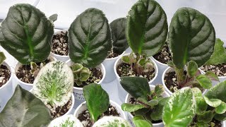 African Violets  LEAF PROPAGATION Tutorial [upl. by Beale]