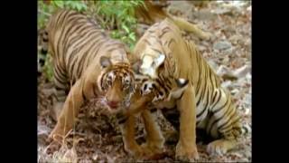 Baby Einstein  Wild Animal Safari Amazon Trailer [upl. by Anak9]