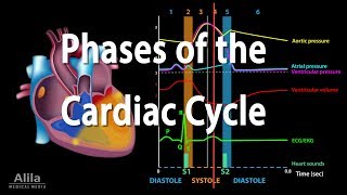 The Cardiac Cycle Animation [upl. by Ener4]