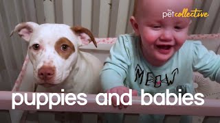 Adorable Puppies amp Babies [upl. by Aruam]