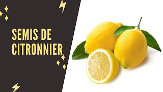 Comment réussir un semis de citronnier [upl. by Eirameinna735]