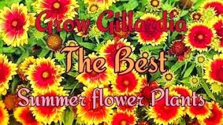 How to Grow GAILLARDIA at Home and Garden in a easy Way [upl. by Britney]