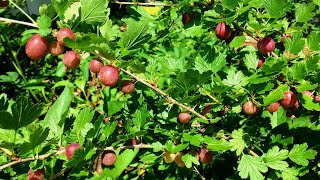 5 Reasons to Grow Gooseberries [upl. by Leihcar42]