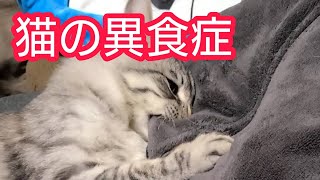 猫の異食症 〜ウールサッキング〜【保護猫】 [upl. by Enytsirk948]