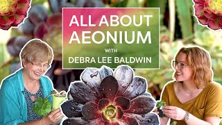 All About AEONIUM with Debra Lee Baldwin [upl. by Eadwine]