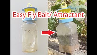 DIY Easy Fly Bait Attractant  Prawn [upl. by Gunn]