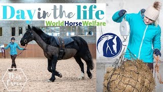 Horse Rehoming Centre Day in the life at World Horse Welfare  This Esme [upl. by Russo622]