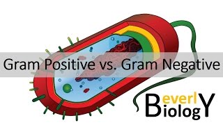 Gram Positive vs Gram Negative Bacteria [upl. by Koffman]