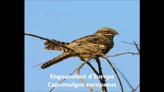 Engoulevent Europe caprimulgus europaeus [upl. by Chancey]