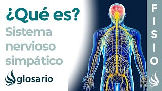 SISTEMA NERVIOSO SIMPÁTICO  Qué es cómo funciona partes qué controla y lesiones [upl. by Eanil]