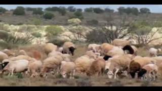 Dorper Sheep Thrive in Outback Australia [upl. by Quinlan]