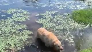 Labrador Golden Retriever Funny Weird Noise Choking Choke Meme Swamp Lake [upl. by Adlig37]