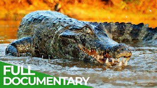 Wildlife  Episode 2 Crocodiles Alligators Caimans amp Gharials  Free Documentary Nature [upl. by Lebasi]