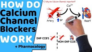 How do Calcium Channel Blockers Work Pharmacology [upl. by Kellene]