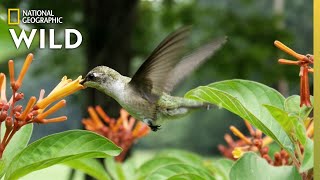 Why Do Hummingbirds Hover  Nat Geo Wild [upl. by Yunick851]