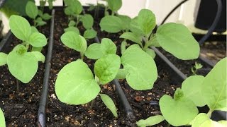 How to start eggplant seeds [upl. by Analak]