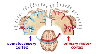 The Sensorimotor System and Human Reflexes [upl. by Kathye]