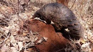 Temmincks Ground Pangolin [upl. by Allare626]