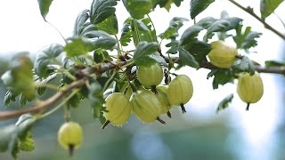 HOW TO PRUNE YOUR GOOSEBERRIES [upl. by Lamaj]