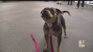 Owner Arrested After Video Appears To Show Disturbing Animal Abuse In New Bedford [upl. by Assital631]