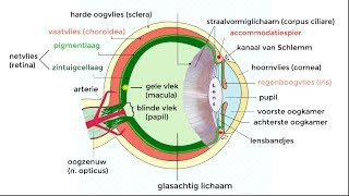 Het oog fysiologie en aandoeningen [upl. by Annaitat774]