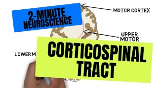 2Minute Neuroscience Corticospinal Tract [upl. by Towbin]